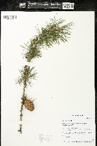 Larix decidua image