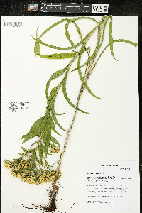 Solidago riddellii image