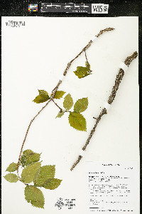 Ulmus thomasii image