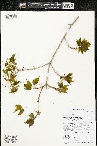 Acer nigrum image