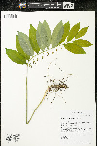 Polygonatum pubescens image