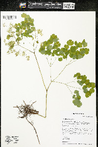 Thalictrum dioicum image