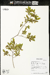Vaccinium angustifolium image