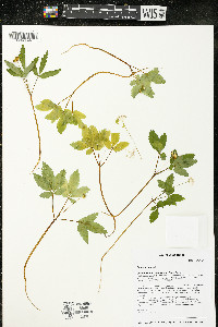 Panax trifolius image