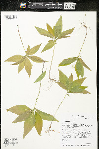 Trientalis borealis image