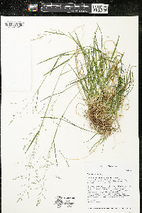 Poa alsodes image