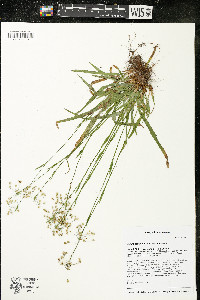 Luzula acuminata var. acuminata image