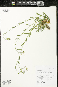 Draba arabisans image