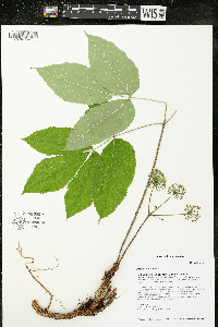 Aralia nudicaulis image