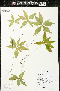 Trientalis borealis image