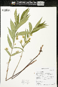 Lysimachia thyrsiflora image