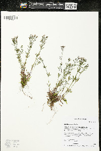 Houstonia longifolia image