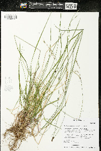 Schizachne purpurascens image