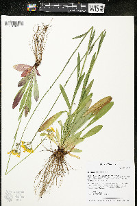 Hieracium piloselloides image