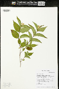 Diervilla lonicera image