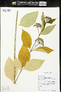 Asclepias exaltata image