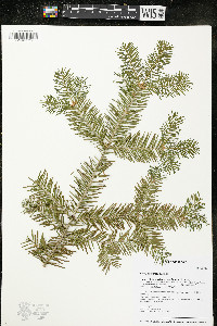 Abies balsamea image
