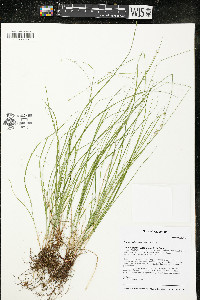 Carex radiata image