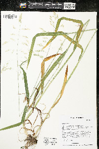 Milium effusum image