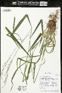 Bromus nottowayanus image