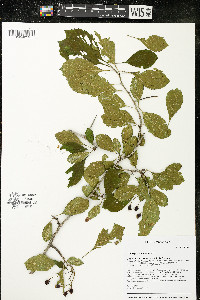 Crataegus punctata image