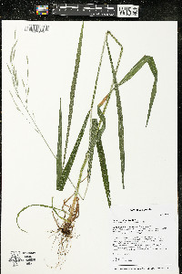 Bromus nottowayanus image