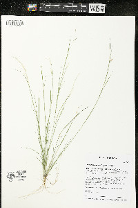 Aristida basiramea image