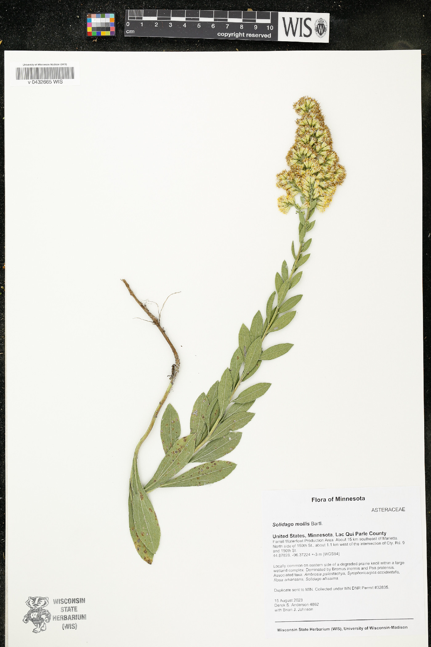 Solidago mollis image