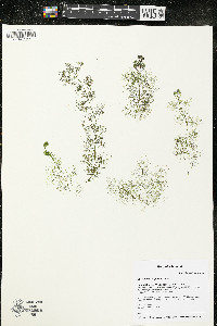 Utricularia purpurea image