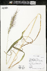 Echinochloa walteri image