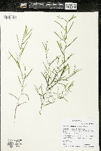 Potamogeton foliosus subsp. foliosus image