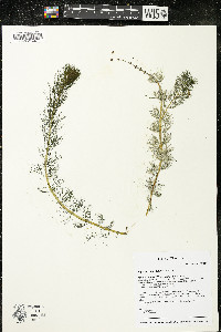 Myriophyllum sibiricum image