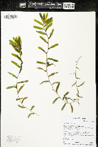 Potamogeton crispus image