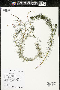 Myriophyllum sibiricum image