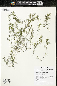 Najas flexilis image