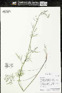 Cicuta bulbifera image