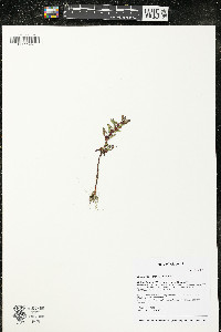 Rotala ramosior image
