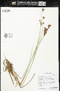 Juncus brevicaudatus image