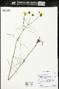 Bidens trichosperma image