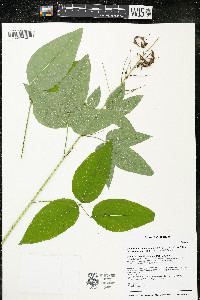 Desmodium cuspidatum image