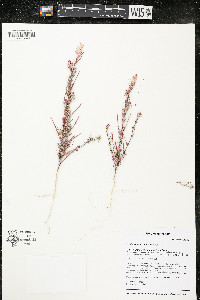 Corispermum villosum image