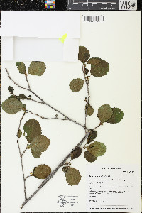 Alnus glutinosa image