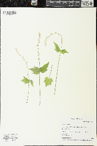 Mitella diphylla image