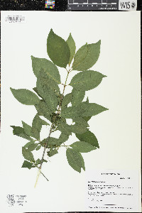 Euonymus europaeus image