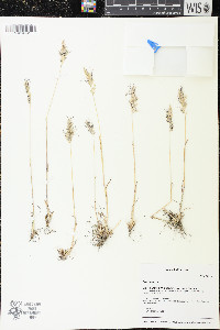 Poa bulbosa image