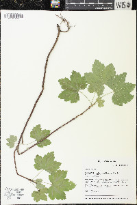 Ribes rubrum image