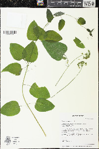 Smilax lasioneura image