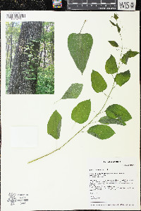 Smilax lasioneura image