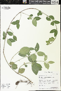 Euonymus fortunei image