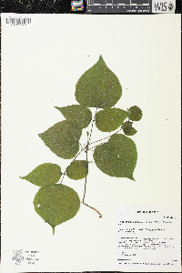 Hylodesmum glutinosum image